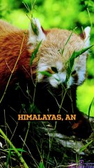 The Charming World of Red Pandas!