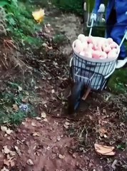 Clever Invention, Acting Smartly #shorts #shortvideo #video #virals #videoviral #innovationhub