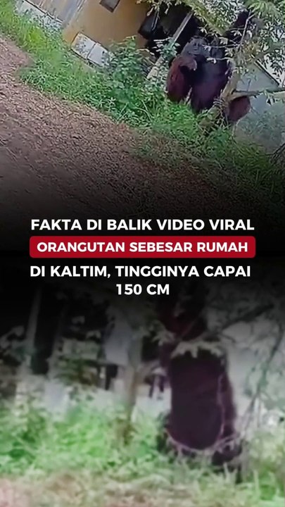 Fakta di Balik Video Viral Orangutan sebesar Rumah di Kaltim, tingginya capai 150 cm
