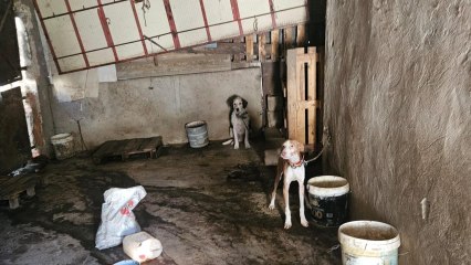 Rescate de perros en Puertollano