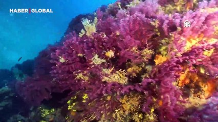Dünya dalış rekortmeni Şahika Ercümen'den Ayvalık'ta kırmızı mercan dalışı