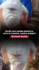 Geger Ada Domba Bermata Satu di Cianjur, Sampai Disebut Jelmaan Dajjal