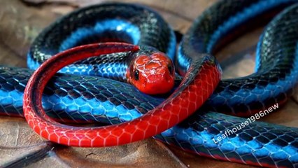 Rắn san hô xanh tuyệt đẹp - nhưng tuyến độc kéo dài bất thường | thegioibosat