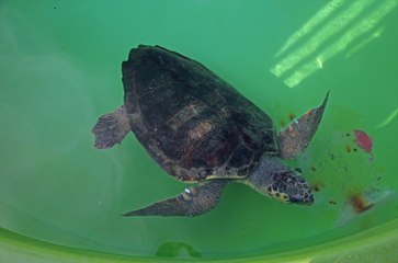44 bin caretta caretta mavi sularla buluştu!