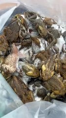 Cane toads euthanised for the Western Cape event | Qld Country Life | Nov 2024
