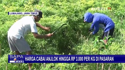 Harga Cabai Anjlok, Petani di Lumajang Terpaksa Babat Tanamannya