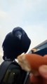 Ce corbeau vient demander à manger à une voiture en route