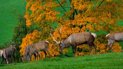 Âm nhạc thư giãn trị liệu với cảnh đẹp nhân gian - Cuộc sống sinh tồn trên cao nguyên