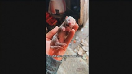Encuentra un gato recién nacido en la basura muerto de frío y lo revive: "Había comido tierra para sobrevivir"