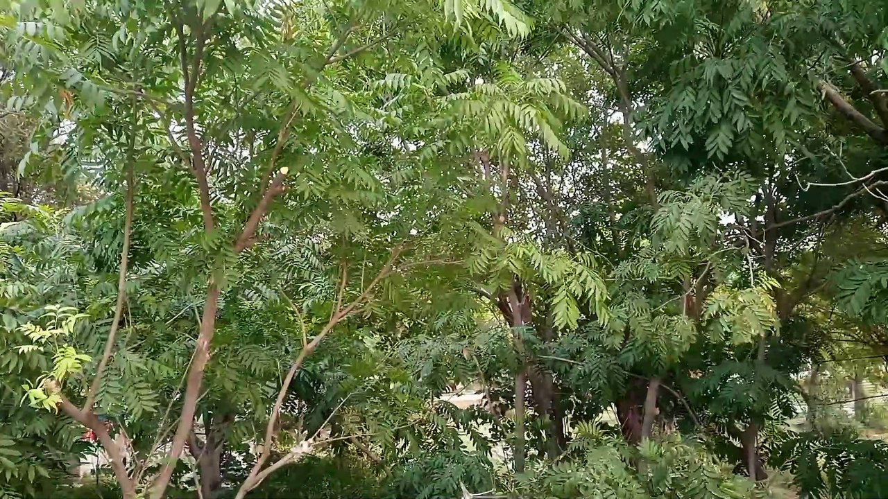 Nature view and Relaxing Music| Please Like and Share The Video