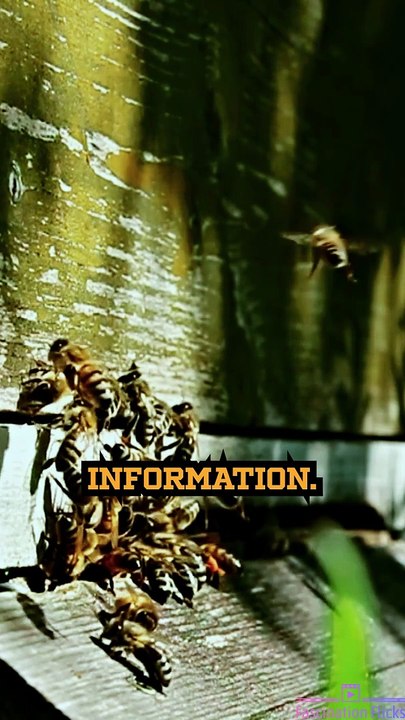 The Intricate Dance of Honeybees!