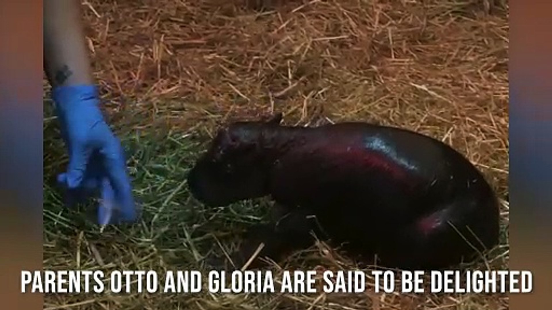 Haggis Pygmy Hippo