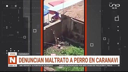 Perro atado a un tronco