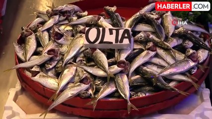 Antalya'da 'mezgit' diye satılan zehirli balon balığı uyarısı