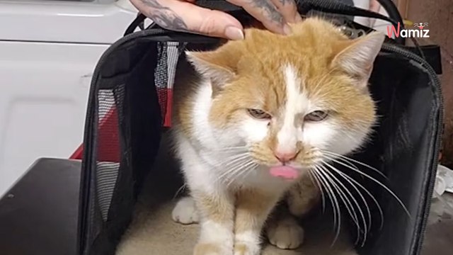 Pile de colis devant sa porte : au sommet, un sac a été abandonné avec un innocent à l’intérieur