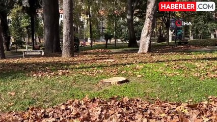 İBB, Gülhane Parkı'nda 50 Ağaç Kesildi