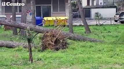 Alberi abbattuti come birilli nella pineta di Montesilvano