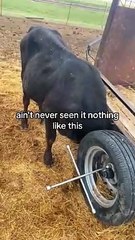 Person helps a bull that gets his horn stuck in a tire rim on the trailer!