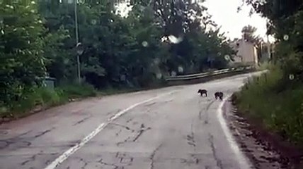 Pollutri, trib? di cinghiali attraversa la strada
