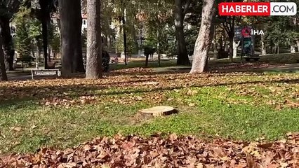 İBB, Gülhane Parkı'nda 50 Ağaç Kesildi