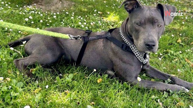 Trouvée amaigrie et attachée à un arbre, cette chienne espère trouver une famille pour une deuxième chance