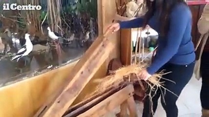 Laboratorio di tessitura Oasi Wwf Lago di Penne