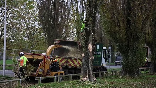 Work starts on Stroud Green to remove the Lombardy poplar trees