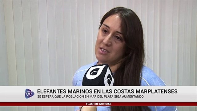 ELEFANTES MARINOS EN LAS COSTAS MARPLATENSES