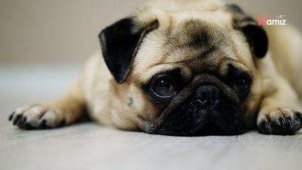 Furieux après une coupure de courant, un homme passe ses nerfs sur son chien en lui tirant dessus