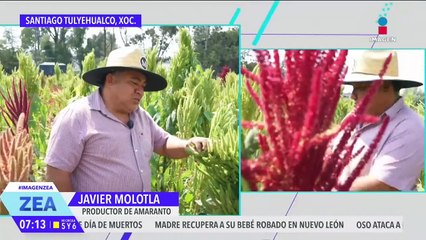 Amaranto, sagrada semilla con historia y con muchas propiedades