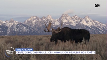 Vos animaux : Cerfs, daims, chevreuils... ces animaux qui peuplent nos forêts