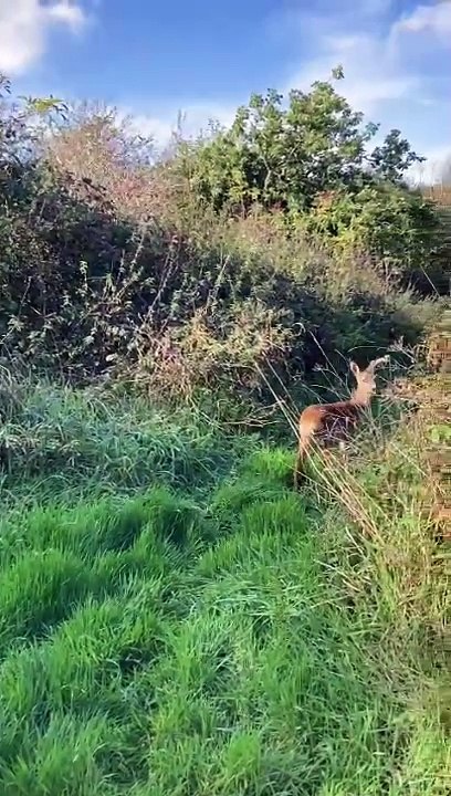 Watch rescued fawns return to the wild in Norfolk after rehabilitation at RSPCA East Winch Wildlife Centre