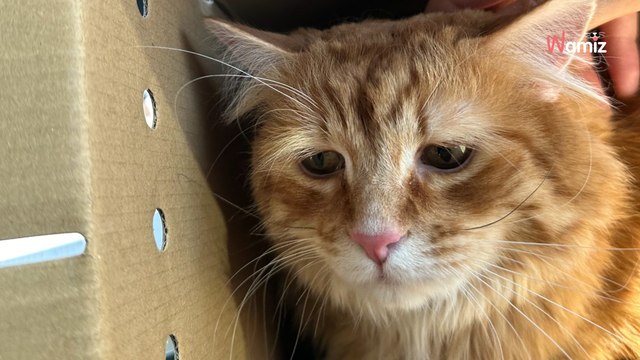 Los ojos más tristes del refugio : tras su adopción, este gato se transforma