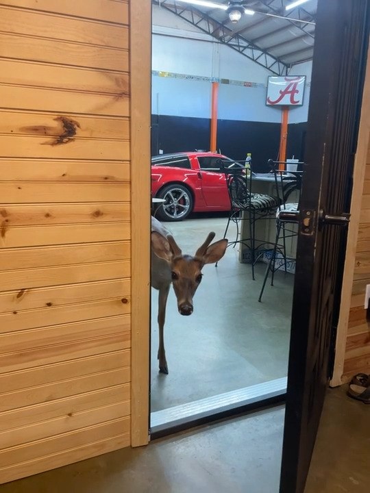 Baby Deer Opens Door