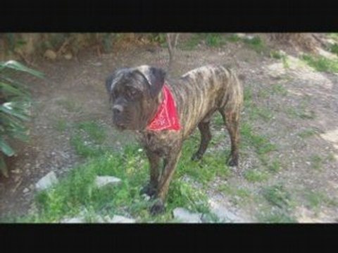 cane corso des veilleurs de syrius