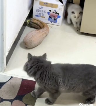 Funny kitten video 2024 #funnycat​ #catmemes​ #cat​ #funny​ #cat​ #dog​ #funnycats​ #funnydogs​ #funnyanimals​ #funnyvideos​ #cutecat​ #cuteanimals​ #cutedog​ #catvideos​ #dogvideo​ #funny​ #cutecat​ #pets​