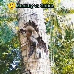 Monkey vs Cobra  | Entertainment video