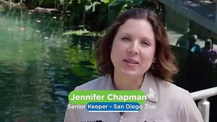 It Only Takes a Water Cannon To Make This Hippo Happy!