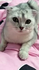 Help 😐 _cat _cats(360P)