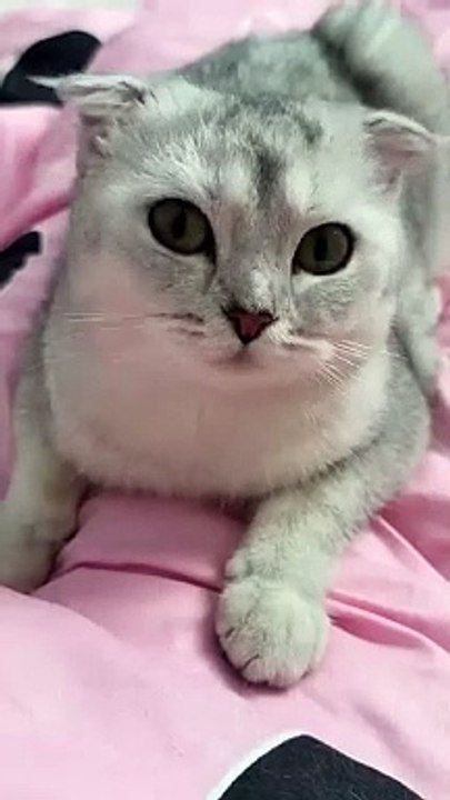 Help 😐 _cat _cats(360P)