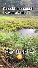 Panjat pokok pakai selipar.. kan dah mendapat..🤣