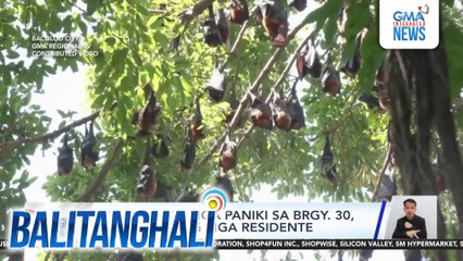 Pagdami ng mga paniki sa Brgy. 30, ikinagulat ng mga residente | Balitanghali