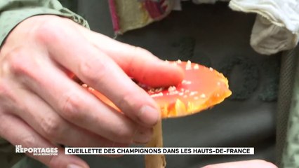 LES REPORTAGES DE LA REDACTION - Cueillette des champignons dans les Hauts-de-France