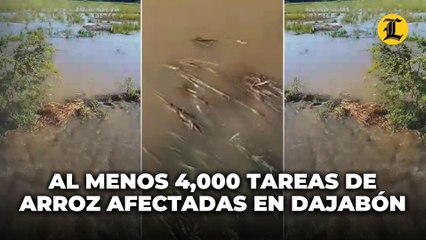 Al menos 4,000 tareas de arroz han sido afectadas tras disturbio tropical en Dajabón