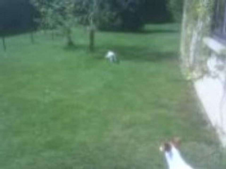 Essai pour les faire courir