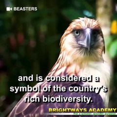 Philippine Eagle | Pithecophaga jefferyi | Best School in Dasmariñas City and The Best School in Amadeo, Cavite