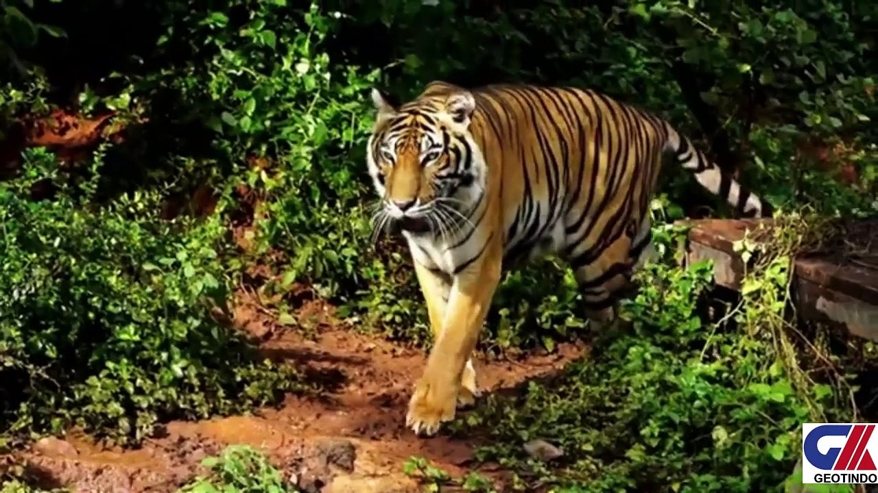 AMAZING FOREST1
