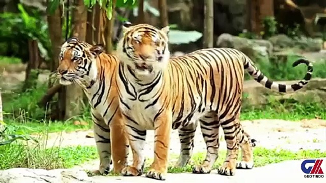 AMAZING FOREST2