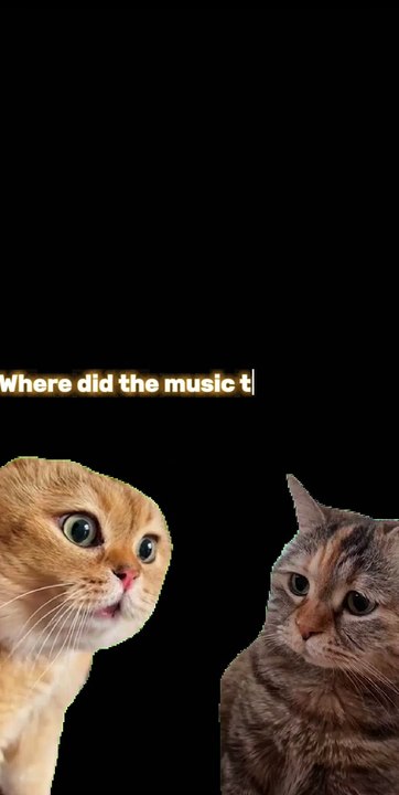 #Chatty Cats Jokes#Get your daily dose of cat humor
