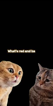 #Chatty Cats Jokes#Get your daily dose of cat humor